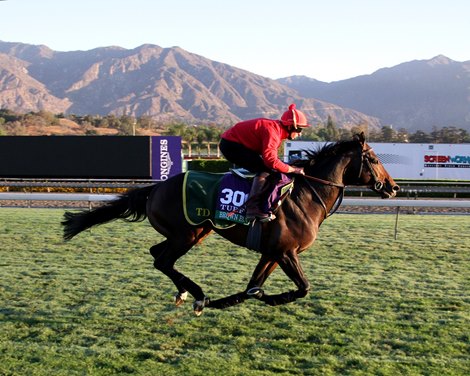 Brown Panther on the turf course at Santa Anita Park on October 29, 2014 preparing for the Breeders' Cup Turf. Photo By: Chad B. Harmon Brown Panther on the turf course at Santa Anita Park on October 29, 2014 preparing for the Breeders' Cup Turf. Photo By: Chad B. Harmon