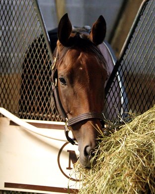 Beholder (Breeders' Cup Classic) having a morning snack at Keeneland on October 28, 2015. Photo By: Chad B. Harmon Beholder (Breeders' Cup Classic) having a morning snack at Keeneland on October 28, 2015. Photo By: Chad B. Harmon