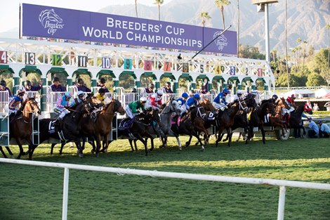 The field leaving the starting gate in the Breeders’ Cup Mile at Santa Anita on 11/5/16. The field leaving the starting gate in the Breeders’ Cup Mile at Santa Anita on 11/5/16.