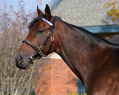 Nyquist at Jonabell near Lexington, Ky., on Dec. 2, 2016. Nyquist at Jonabell near Lexington, Ky., on Dec. 2, 2016.