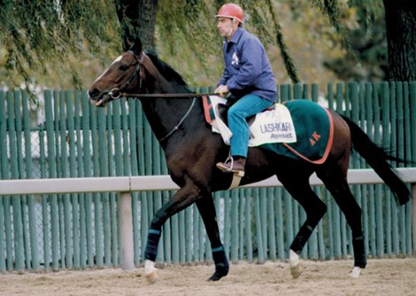 Lashkari's 53-1 upset in the inaugural BC Turf is still the longest payoff in the history of the race. Lashkari's 53-1 upset in the inaugural BC Turf is still the longest payoff in the history of the race.