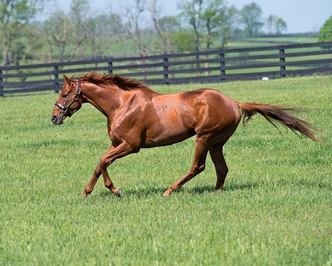 Gun Runner at Three Chimneys Farm on May 10, 2018 near Midway, Ky. Gun Runner at Three Chimneys Farm on May 10, 2018 near Midway, Ky.