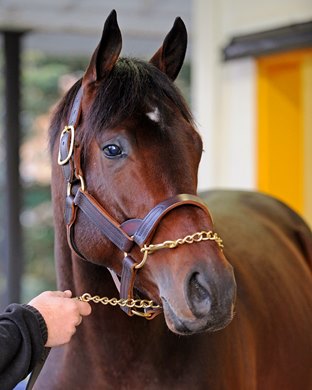 Blame (Arch - Liable by Seeking the Gold) was born on May 2, 2006 Blame (Arch - Liable by Seeking the Gold) was born on May 2, 2006