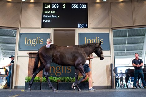 Lot 609, 2019 Inglis Classic Yearling Sale Lot 609, 2019 Inglis Classic Yearling Sale