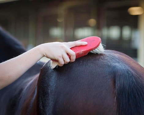 Scene at 2019 Gold Coast National Weanling Sale Scene at 2019 Gold Coast National Weanling Sale