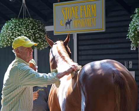 Arthur Hancock grooming Hip 174 <br>
Scenes at Fasig-Tipton Saratoga sale on Aug. 6, 2019 in Saratoga Springs, N.Y. Arthur Hancock grooming Hip 174 <br>
Scenes at Fasig-Tipton Saratoga sale on Aug. 6, 2019 in Saratoga Springs, N.Y.