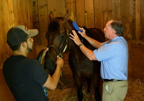 Scott Palmer DVM does a race day inspection of a horse in the Servis Racing Stable Scott Palmer DVM does a race day inspection of a horse in the Servis Racing Stable