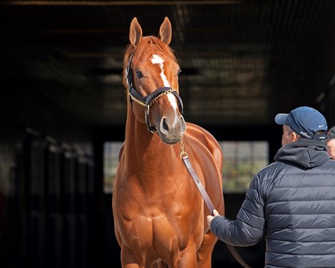 Vino Rosso at Spendthrift on Nov. 8, 2019 Spendthrift in Lexington, KY. Vino Rosso at Spendthrift on Nov. 8, 2019 Spendthrift in Lexington, KY.