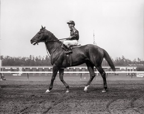 Swaps and Bill Shoemaker head postward at Hollywood Park Swaps and Bill Shoemaker head postward at Hollywood Park