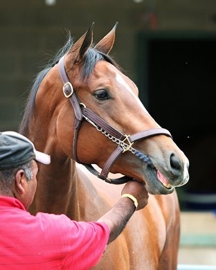 Gamine - Morning - Oaklawn Park - 042920 Gamine - Morning - Oaklawn Park - 042920