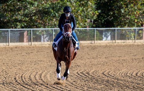 Art Collector on track at the Pimlico Race Course Thursday Oct 1, 2020 in preparation for Saturday’s 145th Preakness Stakes.in Baltimore, MD. Art Collector on track at the Pimlico Race Course Thursday Oct 1, 2020 in preparation for Saturday’s 145th Preakness Stakes.in Baltimore, MD.