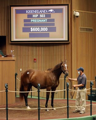 Hip 503, 2020 Keeneland November Sale Hip 503, 2020 Keeneland November Sale