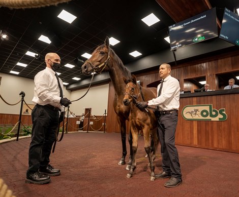 2021 OBS Winter Mixed Sale, Hip 20<br><br />
Lottery Queen & Foal. . @ OBS. Ocala Jan 26 2021 2021 OBS Winter Mixed Sale, Hip 20<br><br />
Lottery Queen & Foal. . @ OBS. Ocala Jan 26 2021