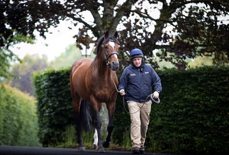 Galileo and stallion man Tony O’Meara Coolmore Stud. 13.06.2019 Galileo and stallion man Tony O’Meara Coolmore Stud. 13.06.2019