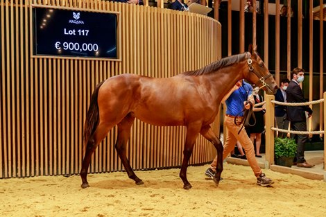Lot 117 at 2021 Arqana August Sale Lot 117 at 2021 Arqana August Sale