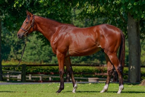 Lot 152 N20 Siyouni ex. Cercle de la Vie, Ecurie Des Monceaux, 02/07/2021, photo: Zuzanna Lup Lot 152 N20 Siyouni ex. Cercle de la Vie, Ecurie Des Monceaux, 02/07/2021, photo: Zuzanna Lup