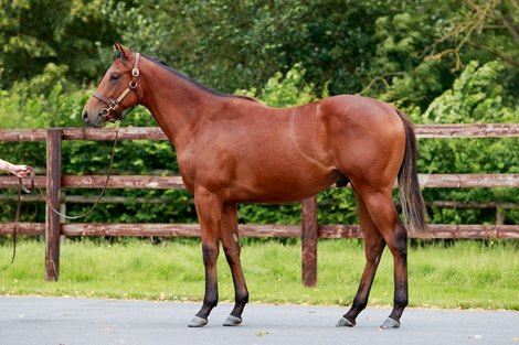 Haras de Saint Pair, 30/07/2021, photo: Zuzanna Lupa Haras de Saint Pair, 30/07/2021, photo: Zuzanna Lupa