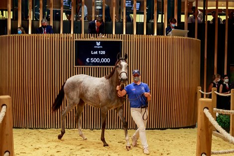 Lot 120 at 2021 Arqana August Sale Lot 120 at 2021 Arqana August Sale