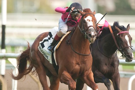 God of Love wins the Cup and Saucer Stakes Sunday, October 10, 2021 at Woodbine God of Love wins the Cup and Saucer Stakes Sunday, October 10, 2021 at Woodbine