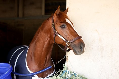 Tripoli - 2021 Breeders' Cup Tripoli - 2021 Breeders' Cup