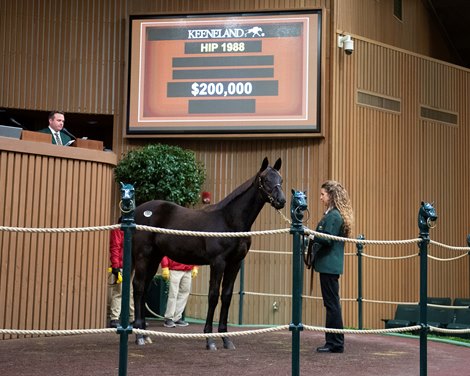 Hip 1988 colt by Not This Time out of Worth a Chance Mo at Castle Park Hip 1988 colt by Not This Time out of Worth a Chance Mo at Castle Park