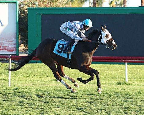 Shinny wins his 10th consecutive win in a starter optional claiming race December 17, 2021 at Turf Paradise Shinny wins his 10th consecutive win in a starter optional claiming race December 17, 2021 at Turf Paradise