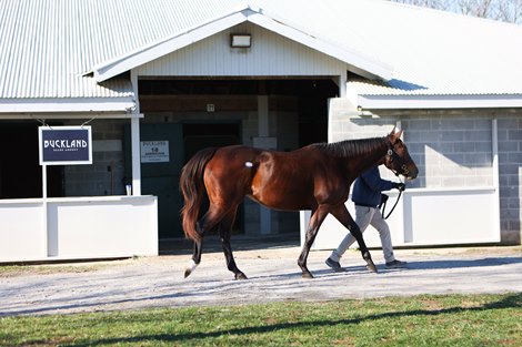 Hip 106, Dontmesswithjoanne, at the Buckland Sales Consignment at Keeneland January Horses of All Ages Sale, on Jan. 10, 2022. Hip 106, Dontmesswithjoanne, at the Buckland Sales Consignment at Keeneland January Horses of All Ages Sale, on Jan. 10, 2022.