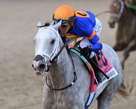 White Abarrio wins the 2022 Holy Bull Stakes at Gulfstream Park White Abarrio wins the 2022 Holy Bull Stakes at Gulfstream Park
