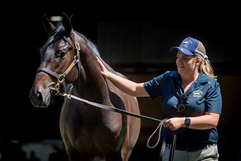 Lot 35, 2022 Magic Millions Gold Coast March Yearling Sale Lot 35, 2022 Magic Millions Gold Coast March Yearling Sale