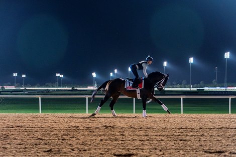 Life is Good, Dubai World Cup entrant, Trackwork, Meydan Race Course, Dubai, UAE, 3-25-22, Mathea Kelley Life is Good, Dubai World Cup entrant, Trackwork, Meydan Race Course, Dubai, UAE, 3-25-22, Mathea Kelley