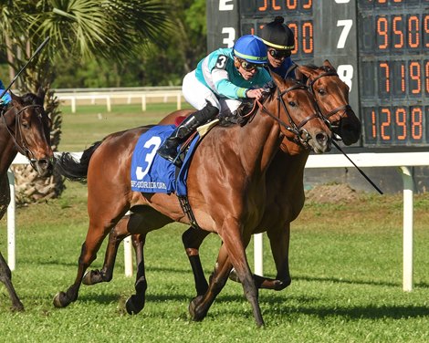 Dolce Zel wins 2022 Florida Oaks at Tampa Bay Downs Dolce Zel wins 2022 Florida Oaks at Tampa Bay Downs