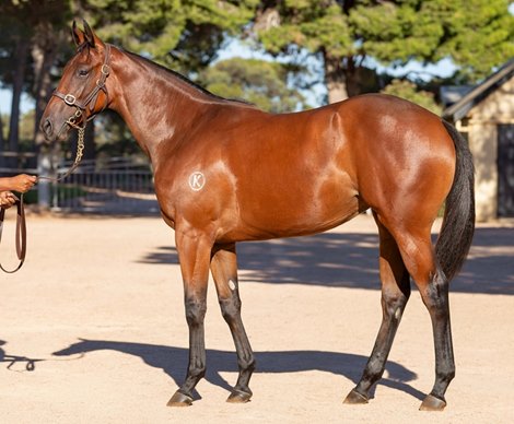 Lot 398, 2022 Magic Millions Adelaide Yearling Sale Lot 398, 2022 Magic Millions Adelaide Yearling Sale