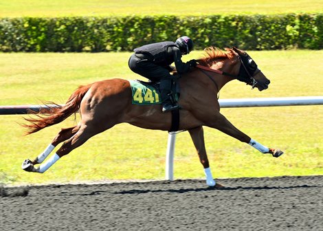 Hip 441, 2022 OBS Spring Sale Hip 441, 2022 OBS Spring Sale