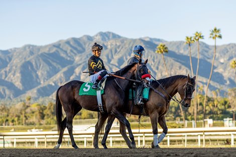 February 06, 2022: Happy Jack before the Bob Lewis Stakes at Santa Anita Park in Arcadia, California February 06, 2022: Happy Jack before the Bob Lewis Stakes at Santa Anita Park in Arcadia, California