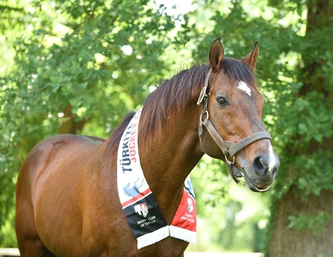 Victory Gallop celebrates his 27th birthday Victory Gallop celebrates his 27th birthday