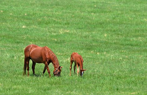 May 12, 2022: Mare and foal at Mt. Brilliant Farm...Rick Samuels/The Blood-Horse May 12, 2022: Mare and foal at Mt. Brilliant Farm...Rick Samuels/The Blood-Horse