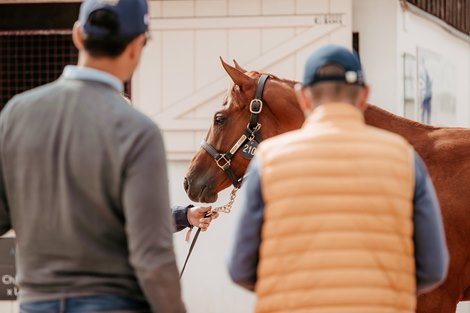 Arqana August Sale, Deauville, 16/08/2021, photo: Zuzanna Lupa Arqana August Sale, Deauville, 16/08/2021, photo: Zuzanna Lupa