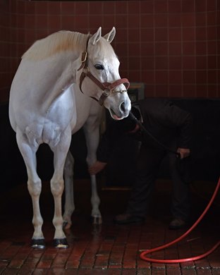 Getting washed off. Day in the Life of leading stallion Tapit in his paddock and with his groom Pedro Venegas at Gainesway Farm near Lexington, Ky., on Jan. 18, 2017. Getting washed off. Day in the Life of leading stallion Tapit in his paddock and with his groom Pedro Venegas at Gainesway Farm near Lexington, Ky., on Jan. 18, 2017.