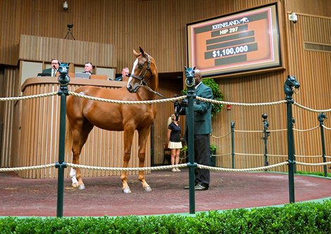 Hip 297 a yearling filly by Gun Runner out of Just Wicked, was consigned to the Keeneland September Yearling Sale on Sept. 13, 2022, at Keeneland in Lexington, KY. Hip 297 a yearling filly by Gun Runner out of Just Wicked, was consigned to the Keeneland September Yearling Sale on Sept. 13, 2022, at Keeneland in Lexington, KY.