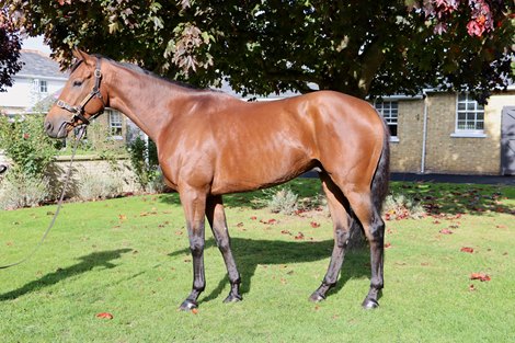 Goffs UK October Sale, Lot 76 Goffs UK October Sale, Lot 76