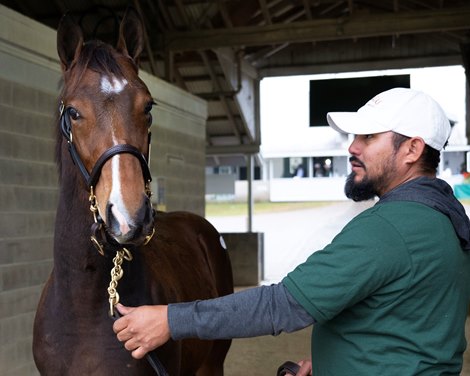 Look Ahead on Instagrand weanlings: Hip 1982 colt by Instagrand out of I Am Miss Brown at Terrazas Thoroughbreds Sales scenes and hips at Keeneland Breeding Stock Sale on Nov. 10, 2022. Look Ahead on Instagrand weanlings: Hip 1982 colt by Instagrand out of I Am Miss Brown at Terrazas Thoroughbreds Sales scenes and hips at Keeneland Breeding Stock Sale on Nov. 10, 2022.