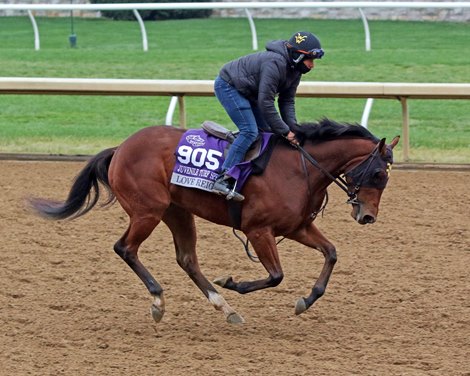 Love Reigns on the track at Keeneland on November 1, 2022 preparing for the Breeders' Cup Juvenile Turf Sprint. Photo By: Chad B. Harmon Love Reigns on the track at Keeneland on November 1, 2022 preparing for the Breeders' Cup Juvenile Turf Sprint. Photo By: Chad B. Harmon
