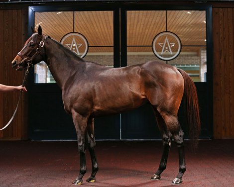 Life Is Good at Winstar Farm on November 6, 2022 Life Is Good at Winstar Farm on November 6, 2022