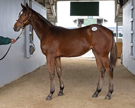 Look Ahead on Instagrand weanlings: Hip 1957 filly by Instagrand out of Goodbye Brockley at Vinery Sales<br>
Sales scenes and hips at Keeneland Breeding Stock Sale on Nov. 10, 2022. Look Ahead on Instagrand weanlings: Hip 1957 filly by Instagrand out of Goodbye Brockley at Vinery Sales<br>
Sales scenes and hips at Keeneland Breeding Stock Sale on Nov. 10, 2022.