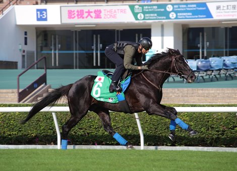 Glory Vase - LONGINES Hong Kong International Races Trackwork 120822 Glory Vase - LONGINES Hong Kong International Races Trackwork 120822