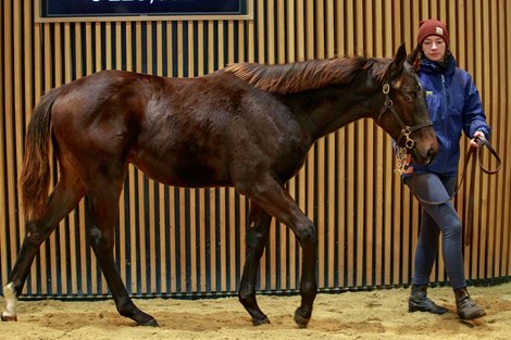 2022 Arqana Breeding Stock Sale, Lot 306<br><br />
Arqana Vente d'Elevage, Deauville 04/12/2022, photo: Zuzanna Lupa 2022 Arqana Breeding Stock Sale, Lot 306<br><br />
Arqana Vente d'Elevage, Deauville 04/12/2022, photo: Zuzanna Lupa