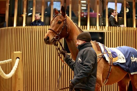 2022 Arqana Breeding Stock Sale, Lot 548<br><br />
Arqana Vente d'Elevage, Deauville 04/12/2022, photo: Zuzanna Lupa 2022 Arqana Breeding Stock Sale, Lot 548<br><br />
Arqana Vente d'Elevage, Deauville 04/12/2022, photo: Zuzanna Lupa
