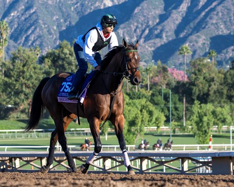 Brightwork Training at Santa Anita Park as horses prepare for the Breeders’ Cup on Oct. 31, 2023. Brightwork Training at Santa Anita Park as horses prepare for the Breeders’ Cup on Oct. 31, 2023.