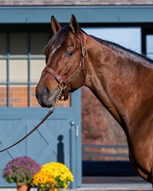 Cody’s Wish at Godolphin/Darley Jonabell in Lexington, Ky., on Nov. 16, 2023 Cody’s Wish at Godolphin/Darley Jonabell in Lexington, Ky., on Nov. 16, 2023