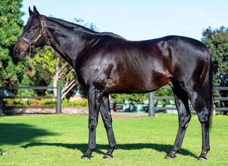 Playing God at Darling View Thoroughbreds Playing God at Darling View Thoroughbreds